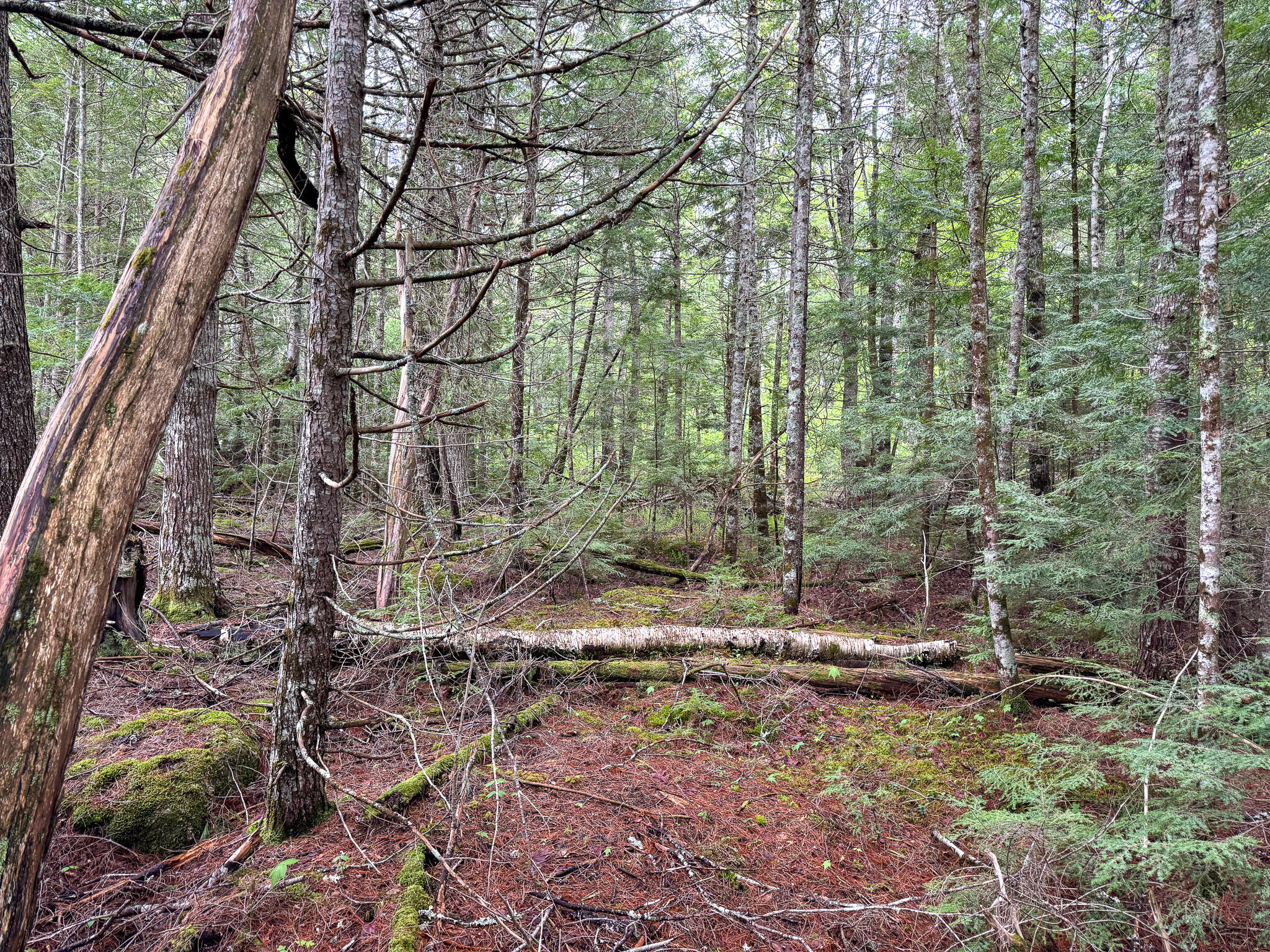 M7-l16 Upper Pug Road West Lakeville, ME 04487 - Photo 16 of 41 IMG_3709