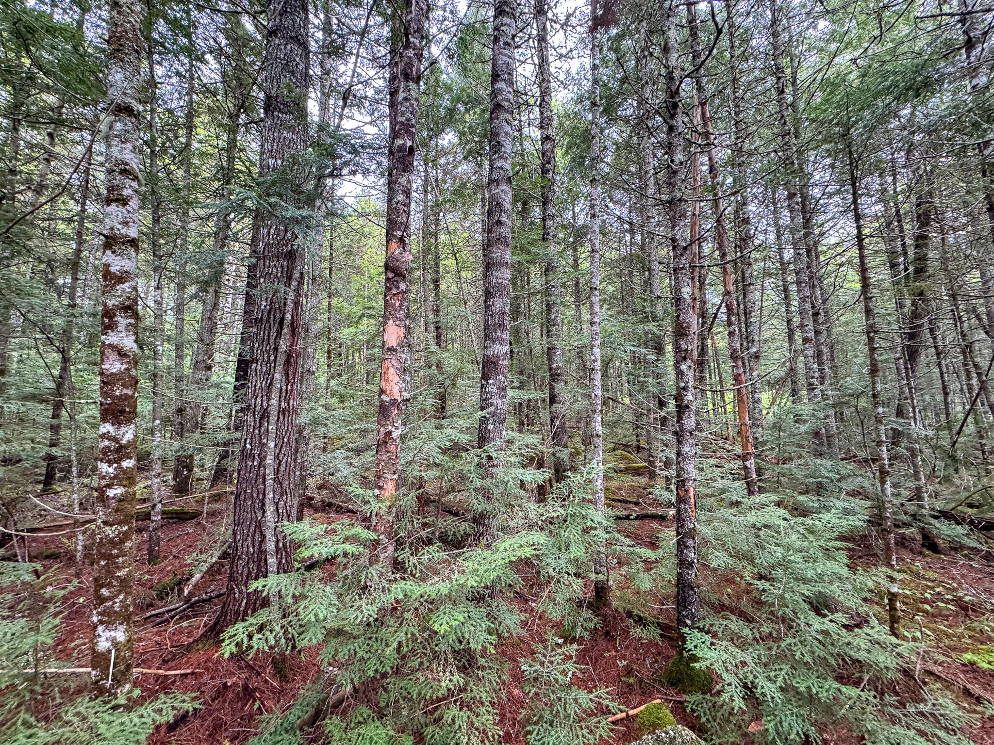 M7-l16 Upper Pug Road West Lakeville, ME 04487 - Photo 17 of 41 IMG_3710