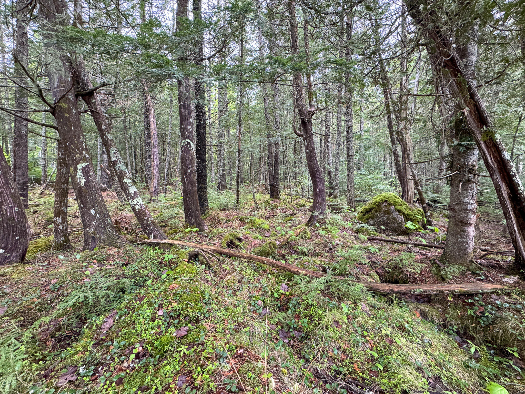 M7-l16 Upper Pug Road West Lakeville, ME 04487 - Photo 26 of 41 IMG_3719