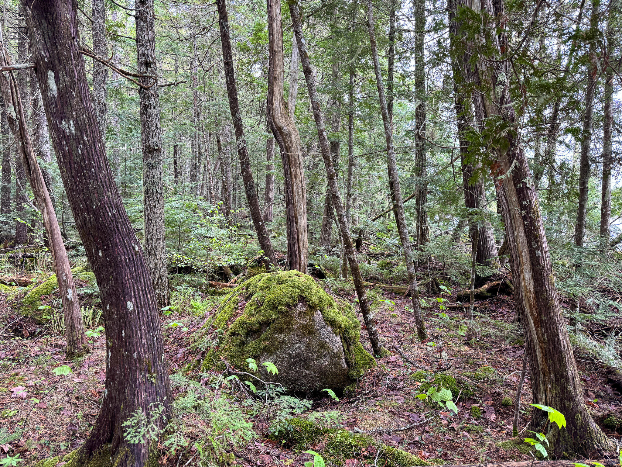 M7-l16 Upper Pug Road West Lakeville, ME 04487 - Photo 27 of 41 IMG_3720