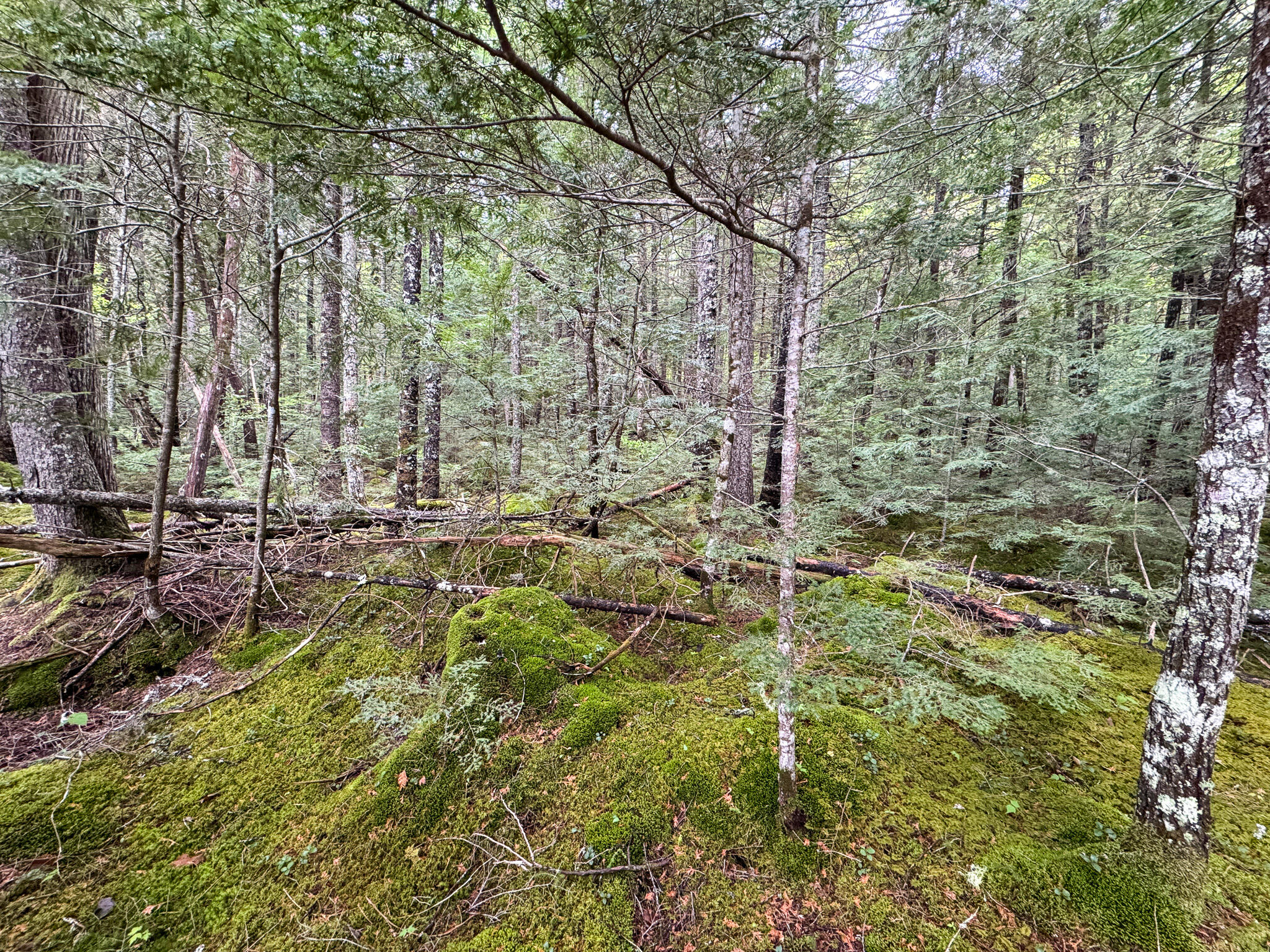 M7-l16 Upper Pug Road West Lakeville, ME 04487 - Photo 30 of 41 IMG_3723