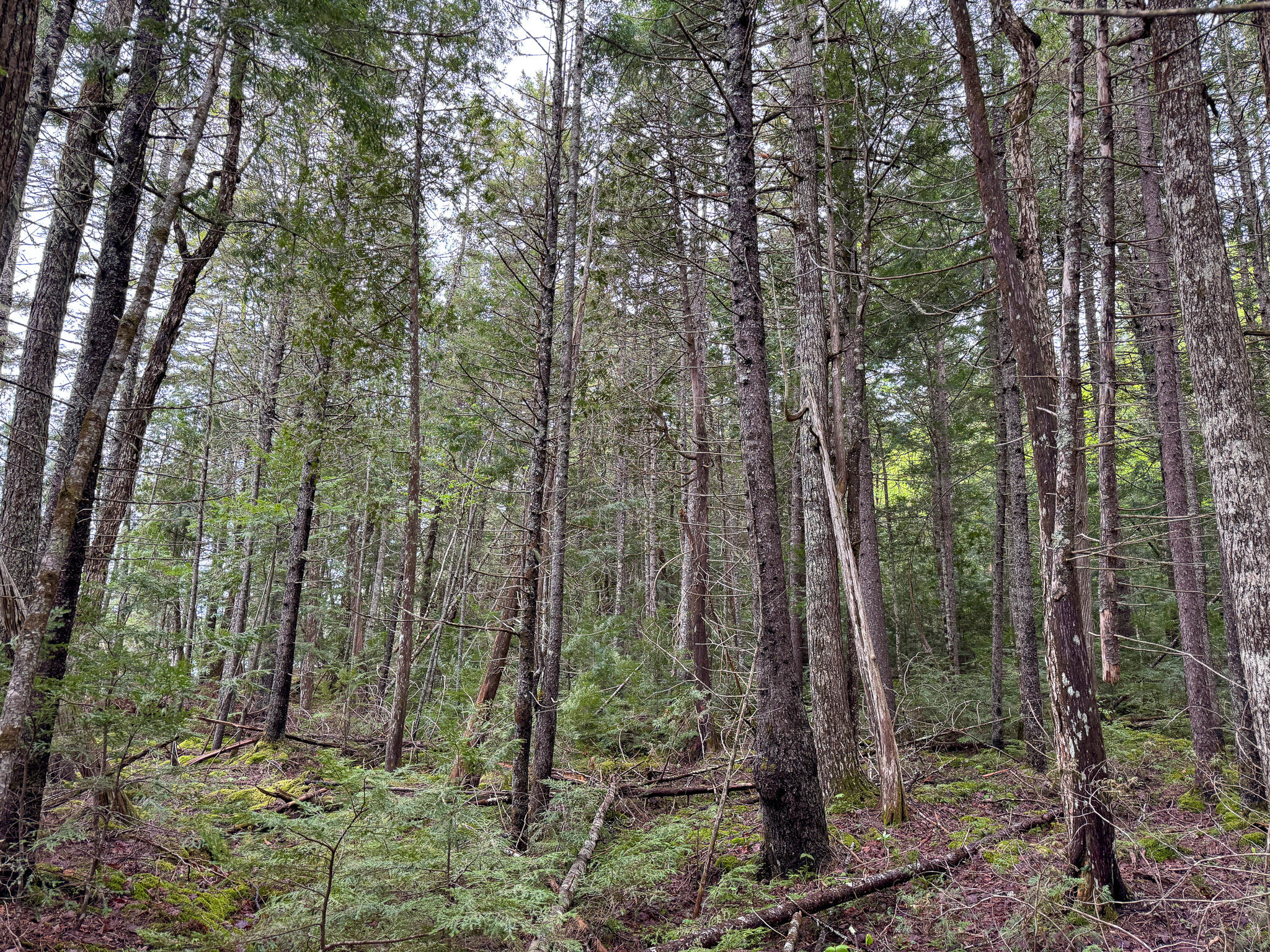 M7-l16 Upper Pug Road West Lakeville, ME 04487 - Photo 32 of 41 IMG_3725