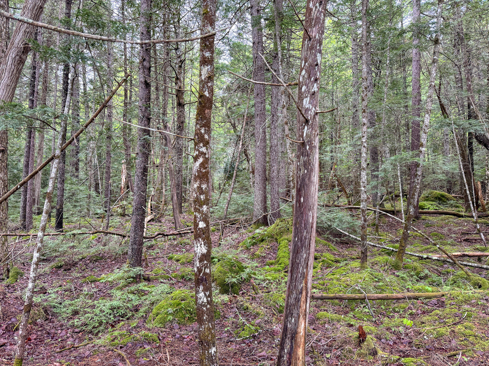 M7-l16 Upper Pug Road West Lakeville, ME 04487 - Photo 34 of 41 IMG_3727