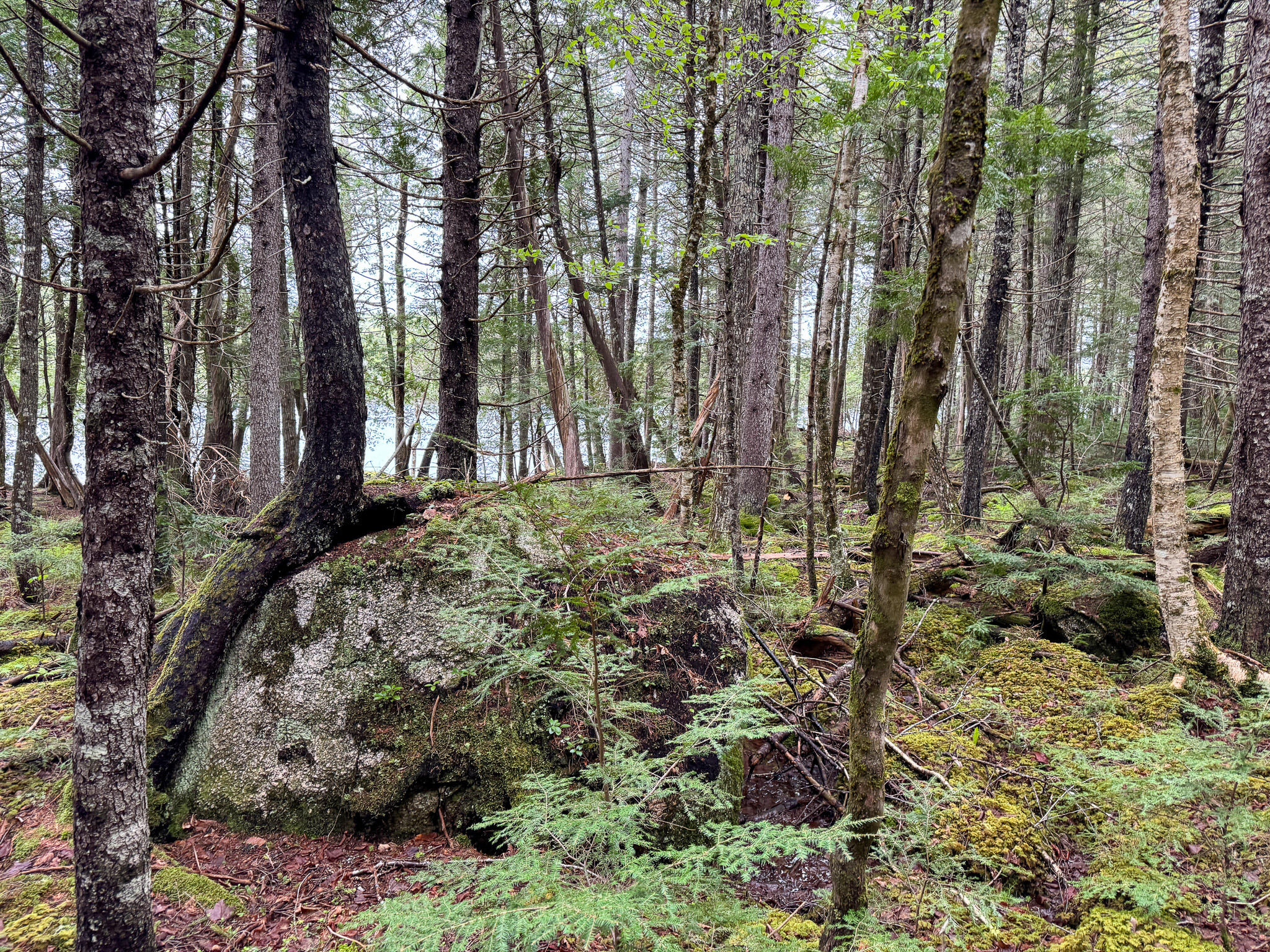 M7-l16 Upper Pug Road West Lakeville, ME 04487 - Photo 35 of 41 IMG_3728