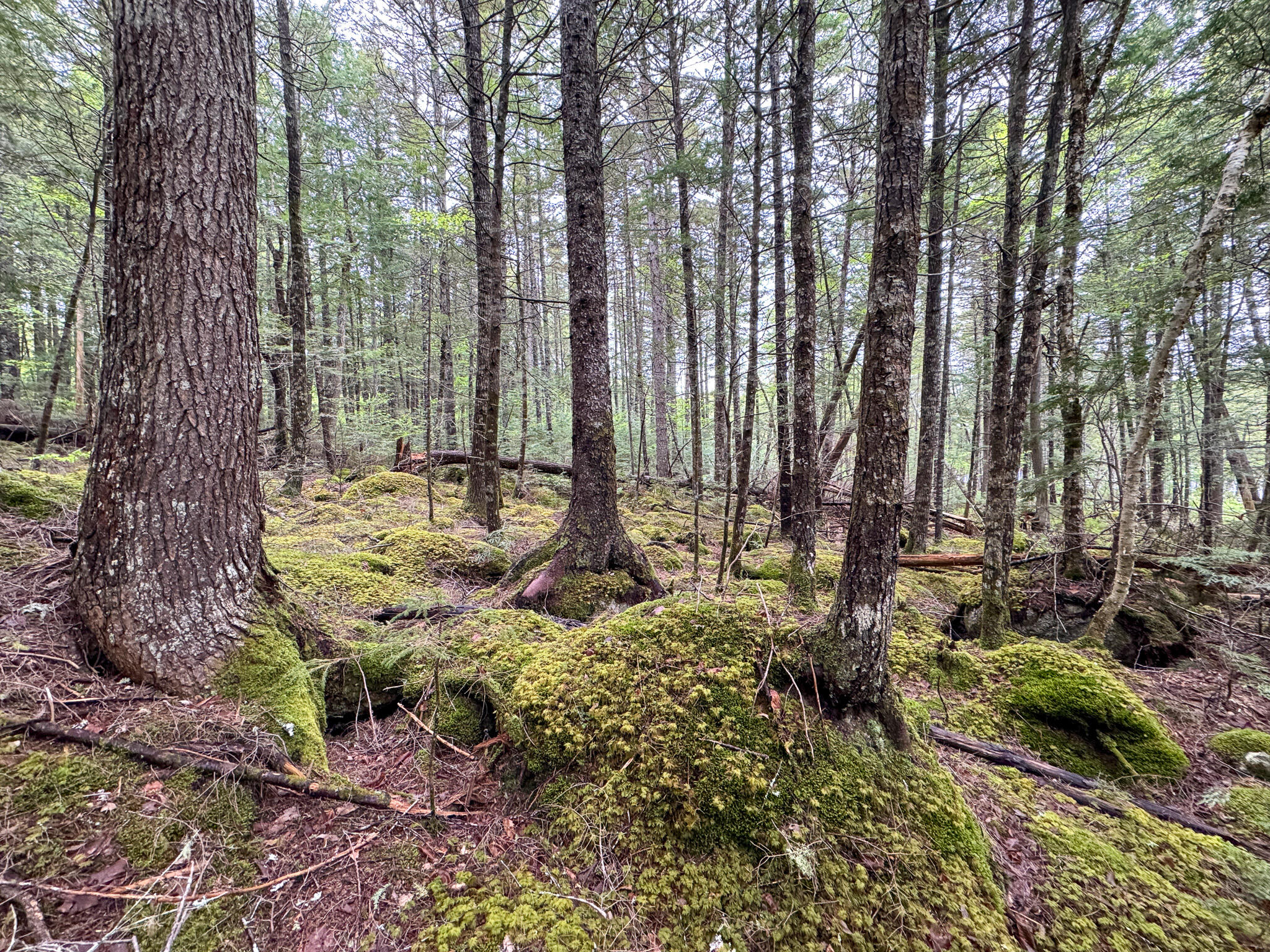 M7-l16 Upper Pug Road West Lakeville, ME 04487 - Photo 36 of 41 IMG_3729