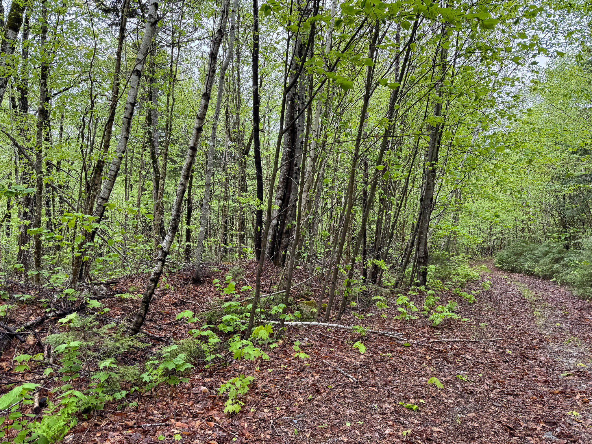 M7-l16 Upper Pug Road West Lakeville, ME 04487 - Photo 37 of 41 IMG_3730