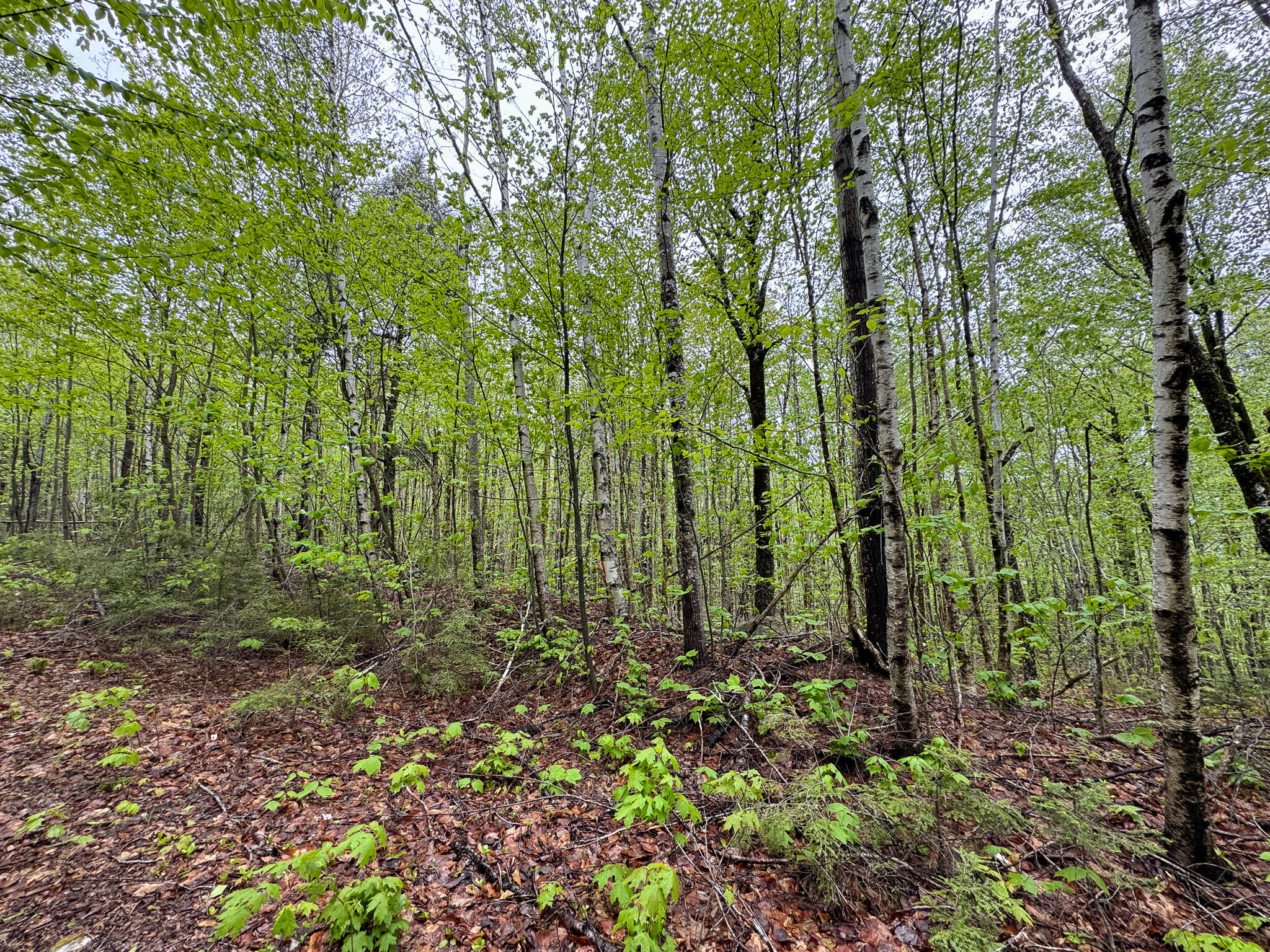 M7-l16 Upper Pug Road West Lakeville, ME 04487 - Photo 39 of 41 IMG_3732