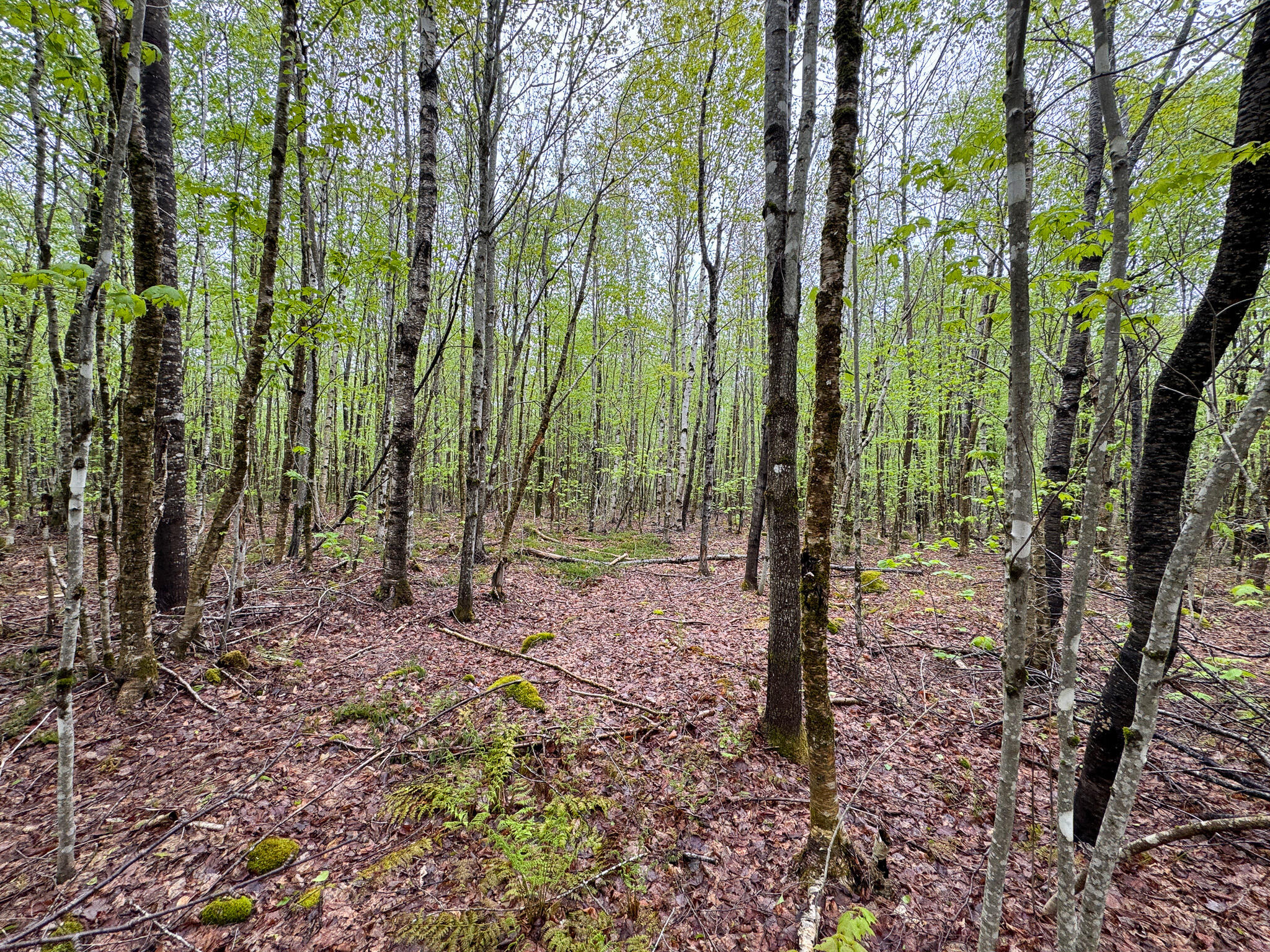 M7-l16 Upper Pug Road West Lakeville, ME 04487 - Photo 40 of 41 IMG_3733