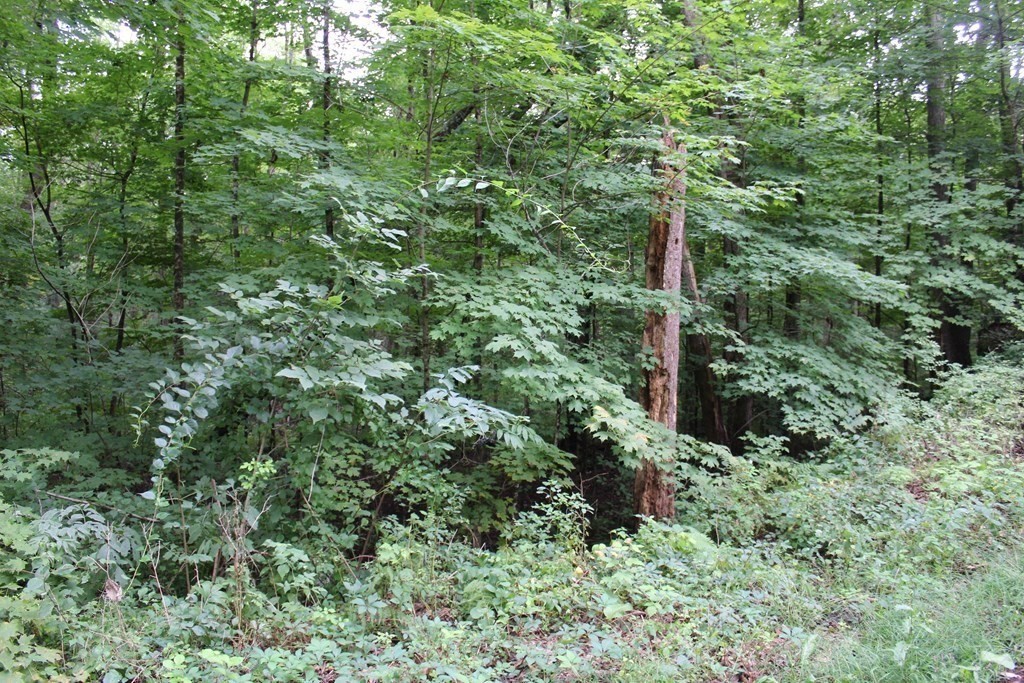 Lot 5 Cedar Swamp Road Monson, MA 01057 - Photo 7 of 7 Gallery Image 7