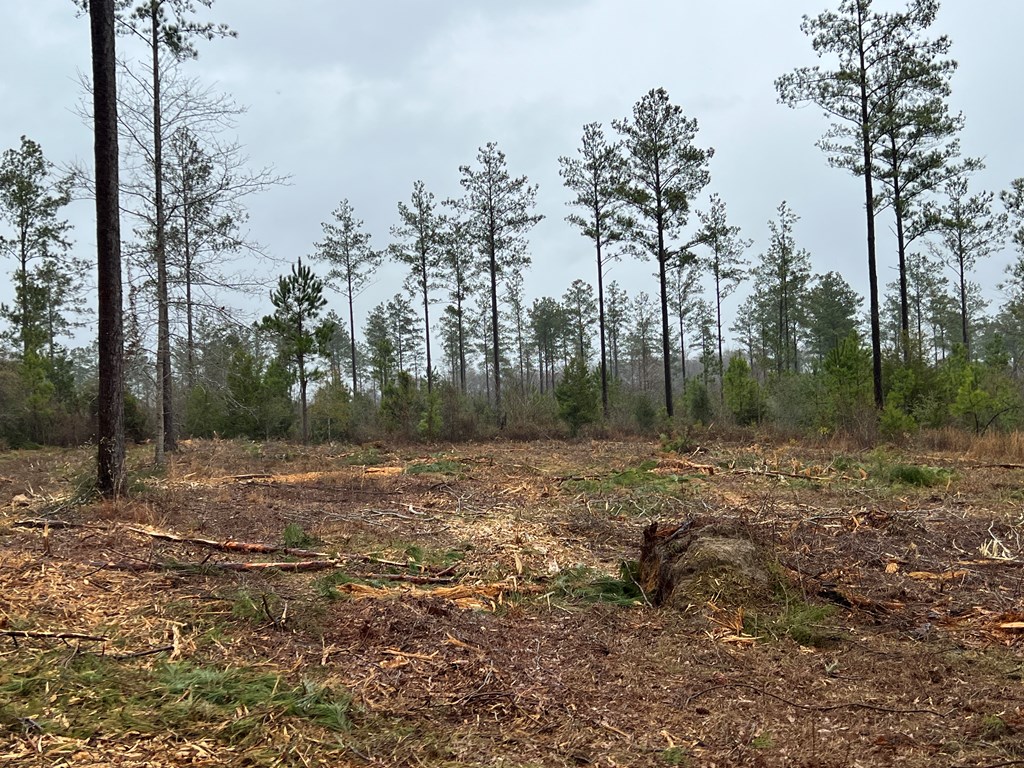 22-acres Donzell Road Cottonwood, AL 36320 - Photo 8 of 15