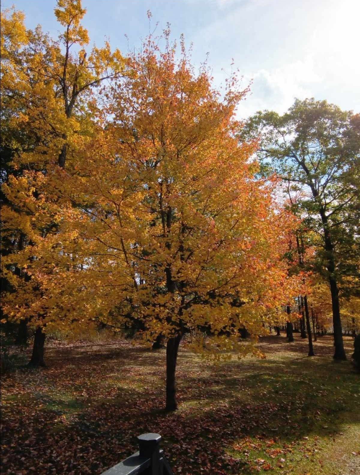 3801 Waits Road Owego, NY 13827 - Photo 28 of 31