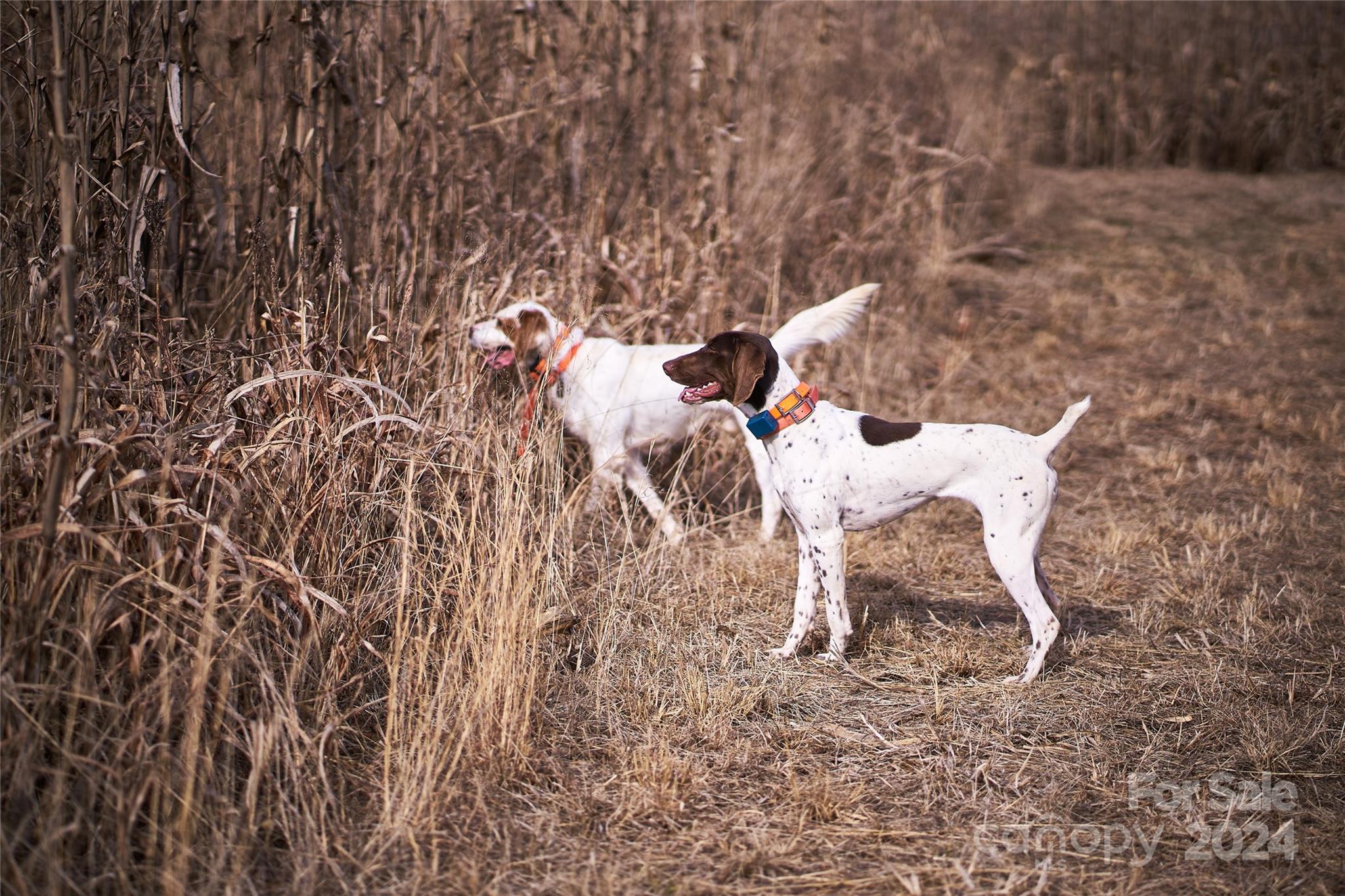 229 Joseph Kershaw Road Eastover, SC 29044 - Photo 45 of 48 a view of a backyard