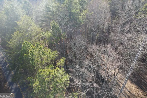 a view of a forest with large trees