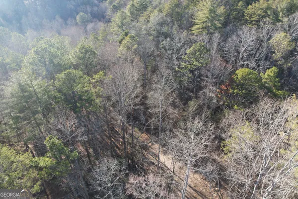 a view of a forest with trees