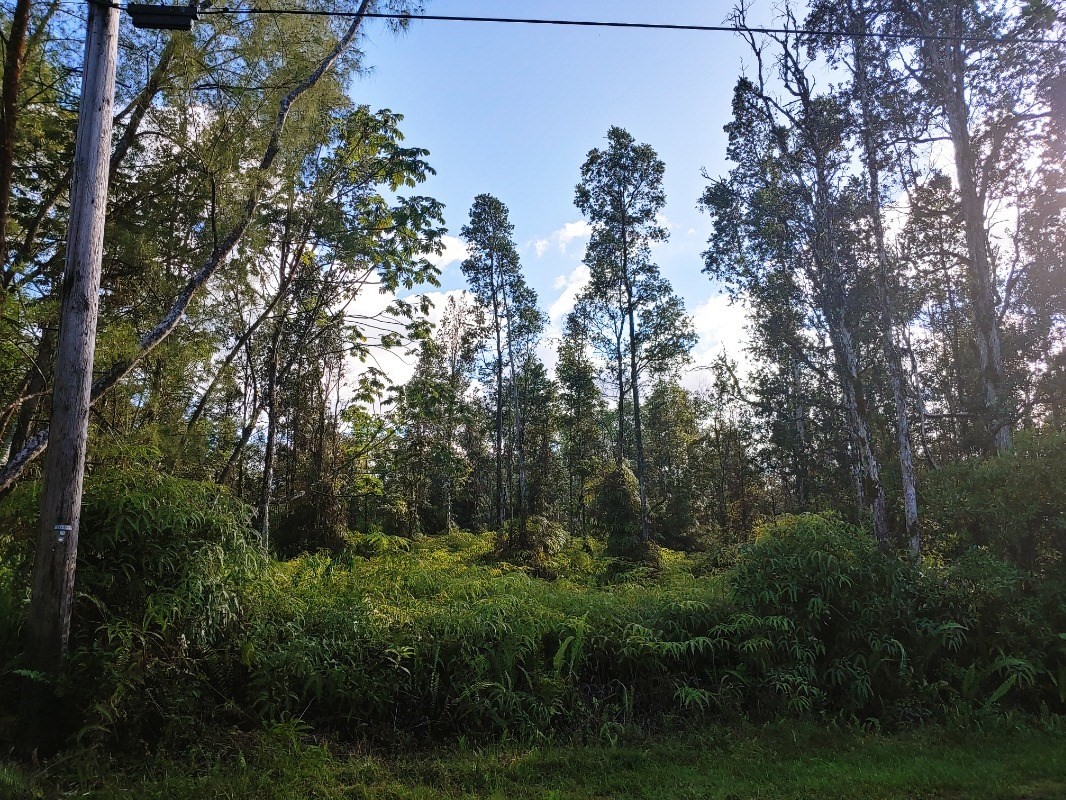 452 Lahaina Road Pahoa, HI 96778 - Photo 2 of 5 a view of forest