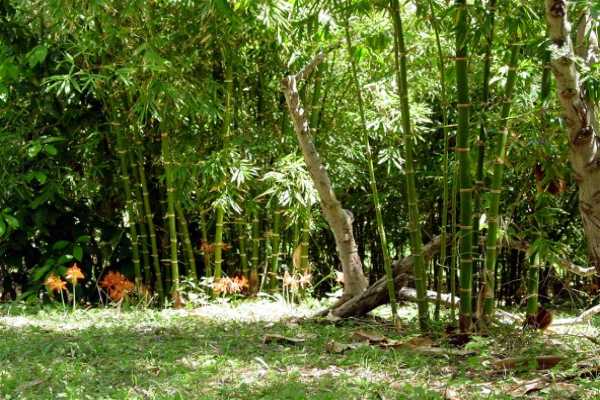7200 B Koolau Road Kilauea, HI 96754 - Photo 4 of 14 Gallery Image 4