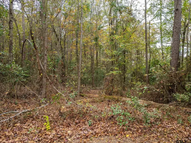 a view of a forest with trees