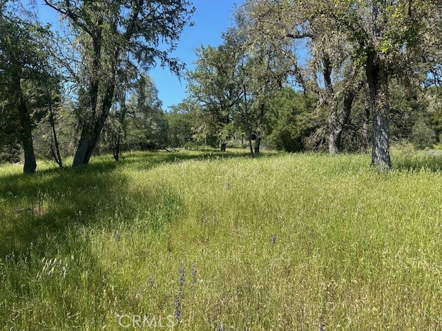 74620 Copperhead Road Bradley, CA 93426 - Photo 2 of 4 a view of yard with green space