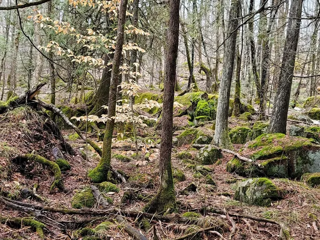 $587,000 | 14980 National Forest Road 2297, Mountain, WI 54149