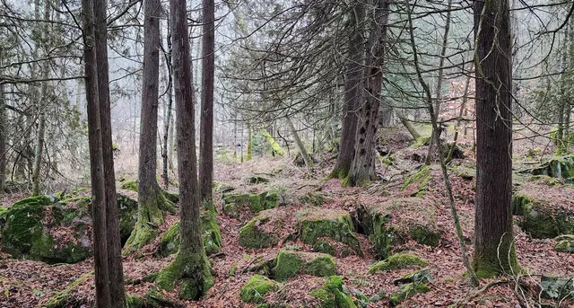 $587,000 | 14980 National Forest Road 2297, Mountain, WI 54149