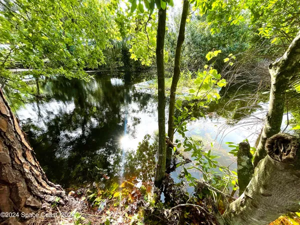 a picture of tree