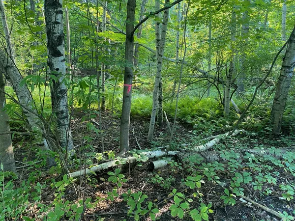 $3,500 | Allegheny Trail, Unit LOT: MULT, Evart, MI 49631