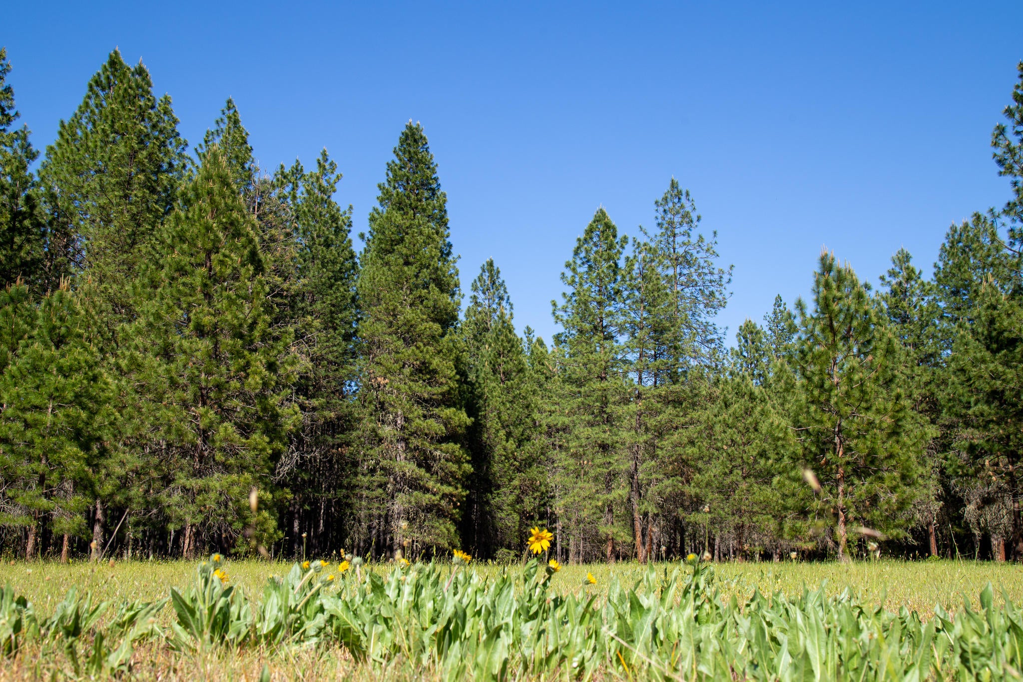 5477 Pleasant Creek Road Rogue River, OR 97537 - Photo 4 of 30 IMG_0185