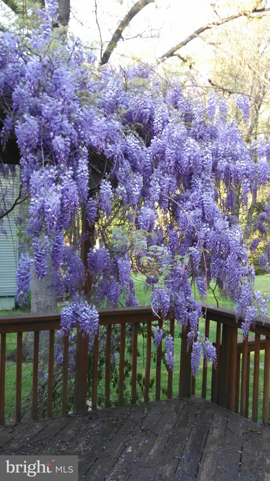 6089 Loventree Road Columbia, MD 21044 - Photo 30 of 30 WISTERIA ON BACK TRELLIS/DECK