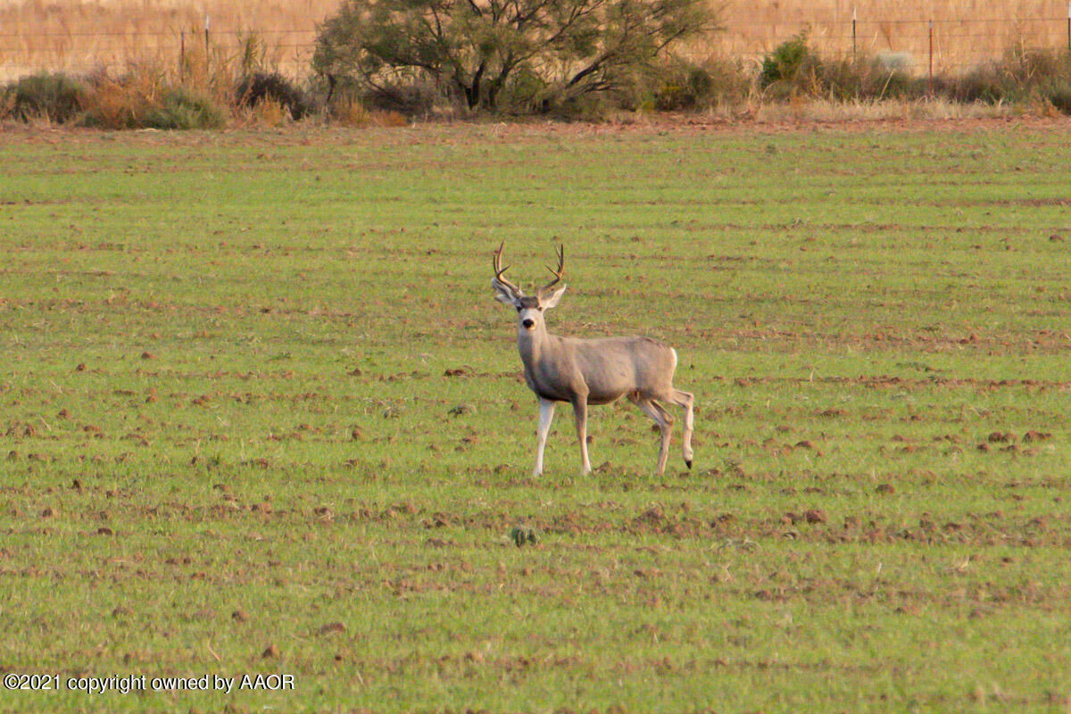 Hess Ranch McLean, TX 79057 - Photo 7 of 136 Hess_Ranch-007