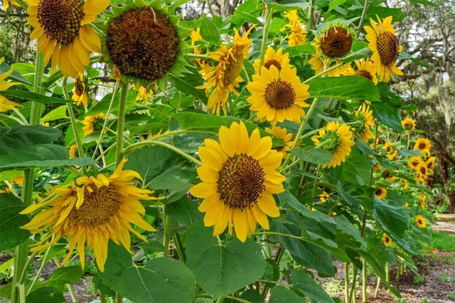 $1,500,000 | 2026 Lewis Road, Leesburg, FL 34748