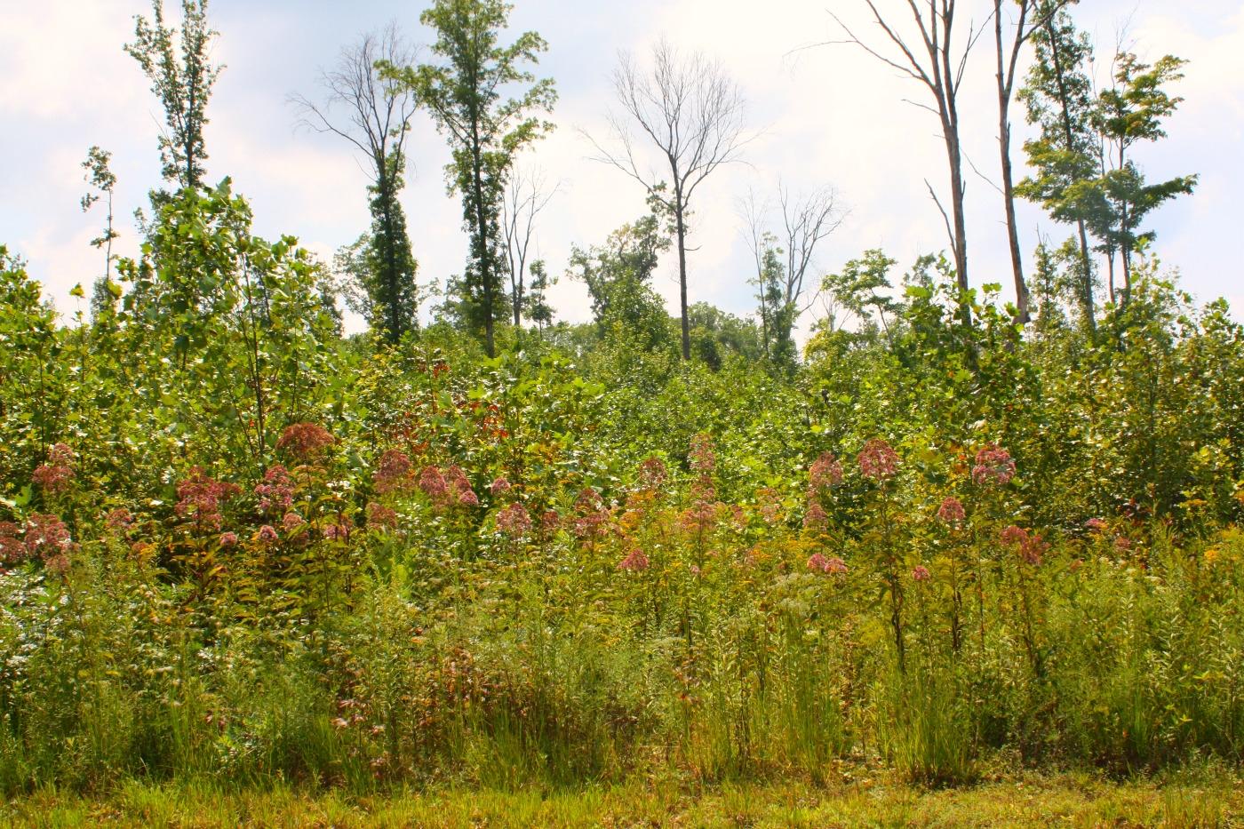 Maple Branch Crawford, TN 38554 - Photo 1 of 1 land pic