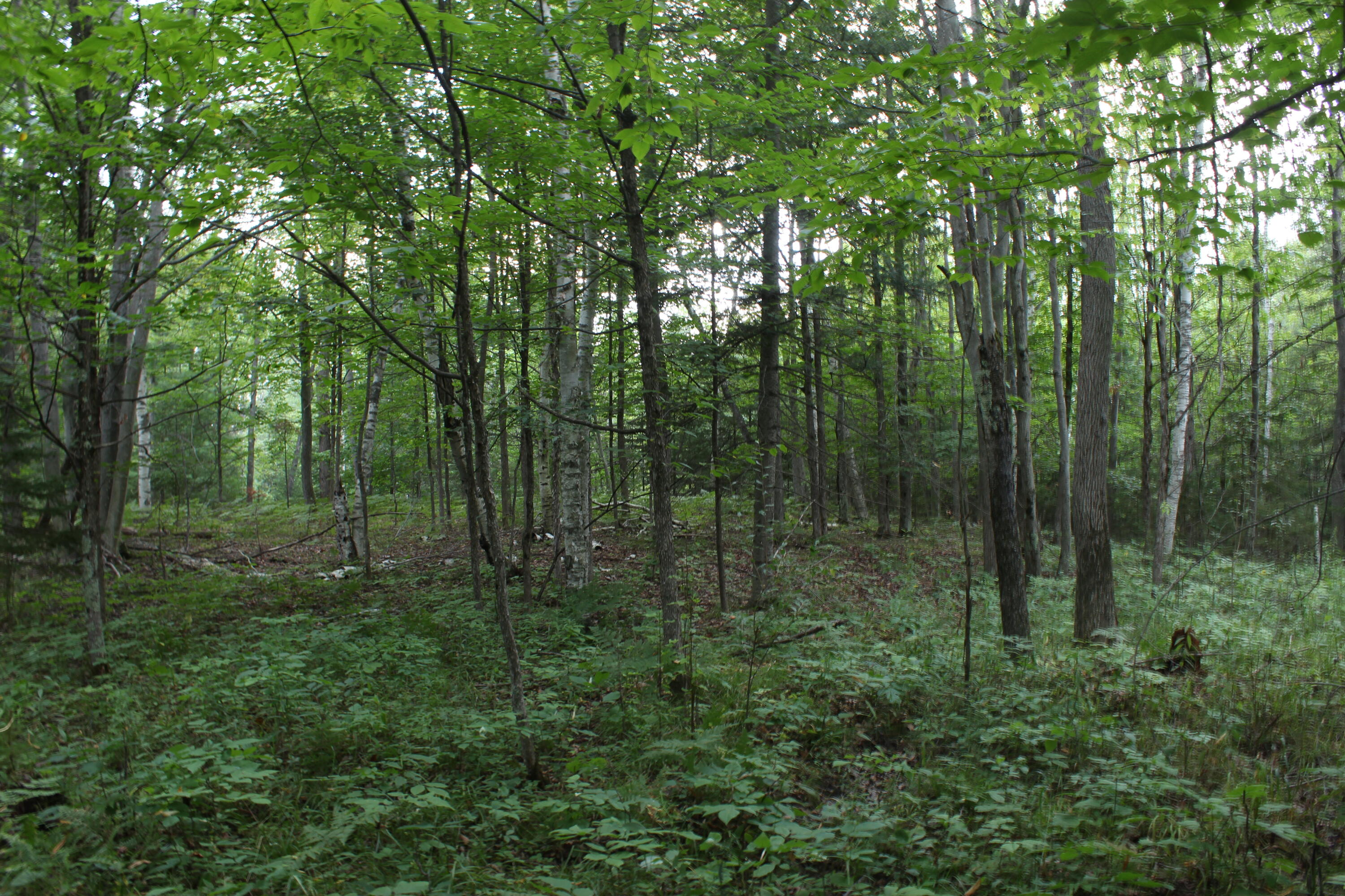 1630 Sanborn Road Mikado, MI 48745 - Photo 68 of 71 Gallery Image 68