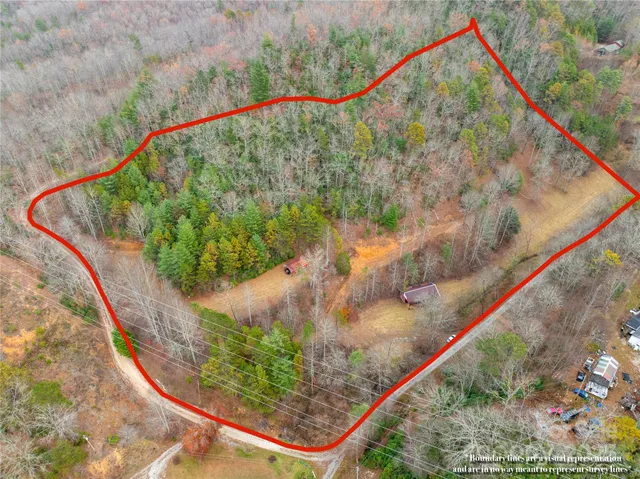 a close up of a plant in a garden