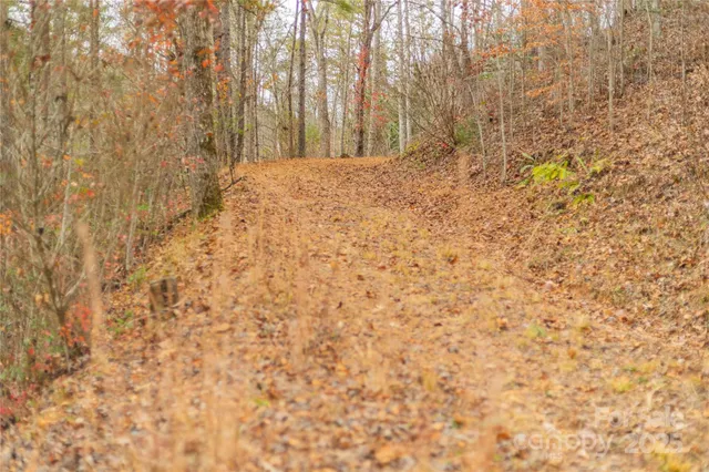 a view of a dry yard covered with trees