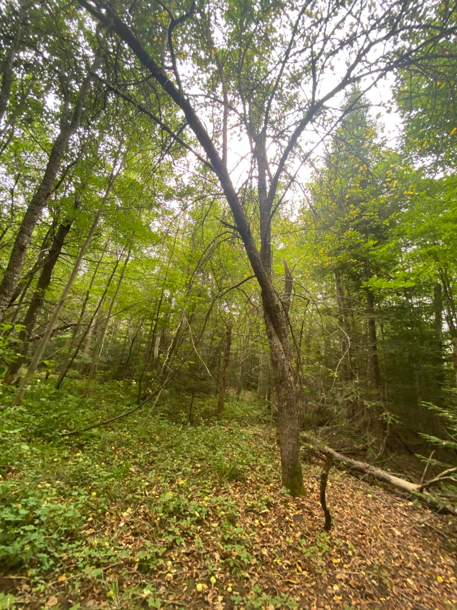 0 Pendills Lake Road Brimley, MI 49715 - Photo 12 of 13 Gallery Image 12
