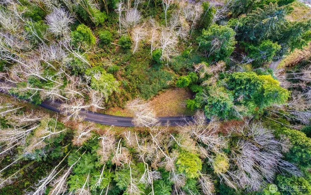 a view of a yard with plants and large trees