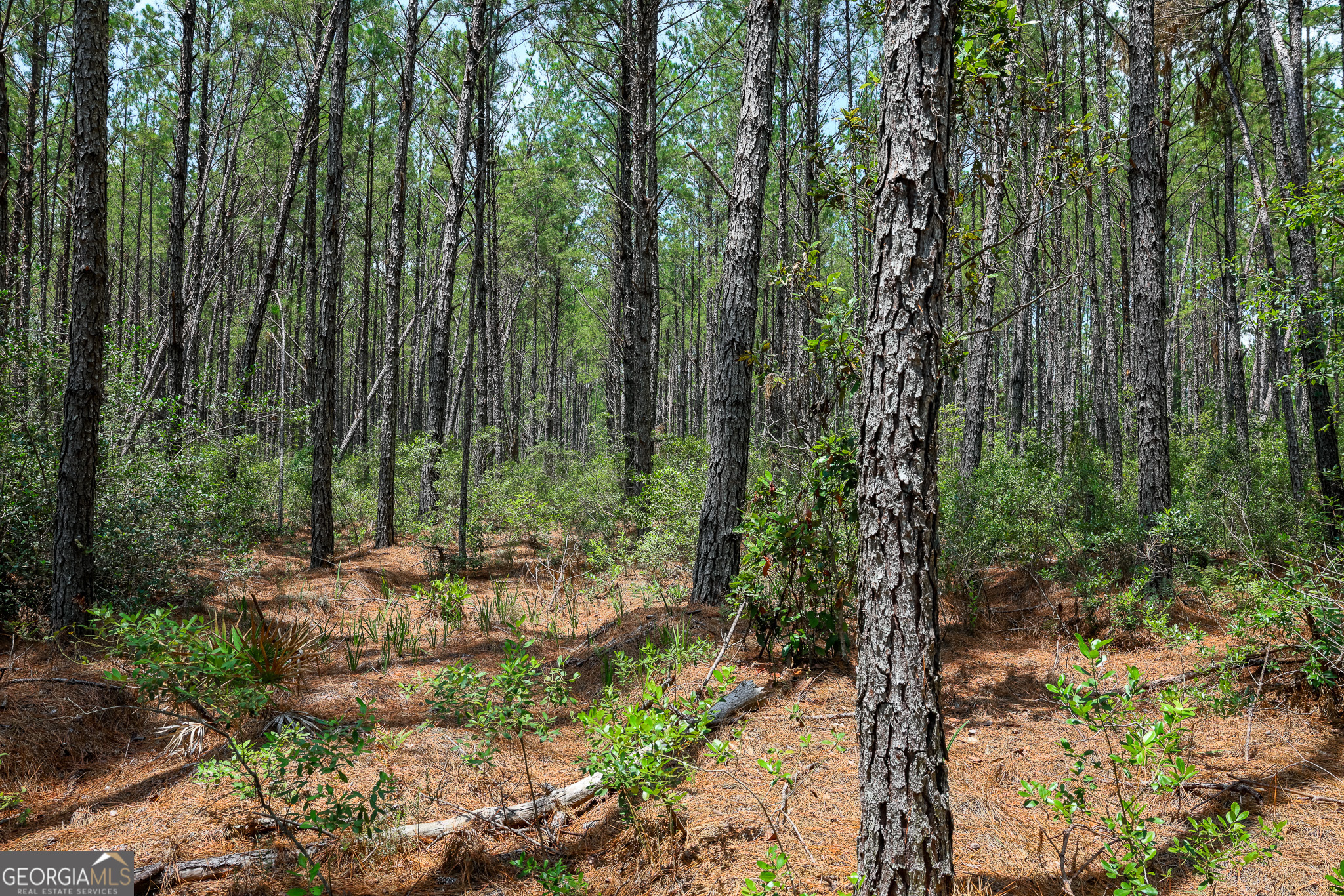 0 Grey Hawk Road Millwood, GA 31552 - Photo 12 of 15 a view of outdoor space and trees