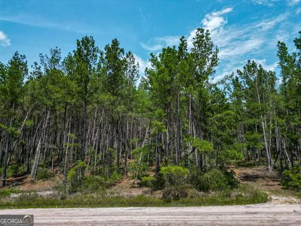 a view of backyard with plants and trees