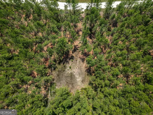 a view of a forest with a tree