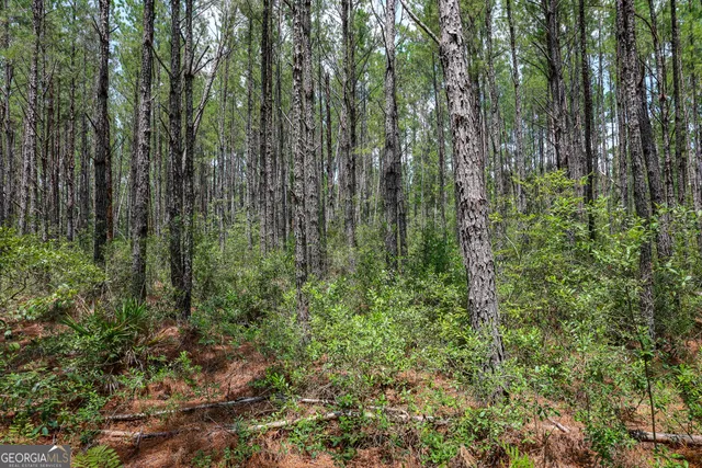 a view of a lush green forest