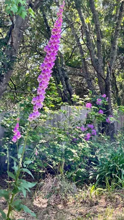 $1,345,000 | 10463 Mill Station Road, Sebastopol, CA 95472