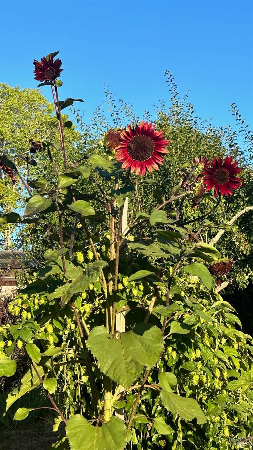 10463 Mill Station Road Sebastopol, CA 95472 - Photo 60 of 63