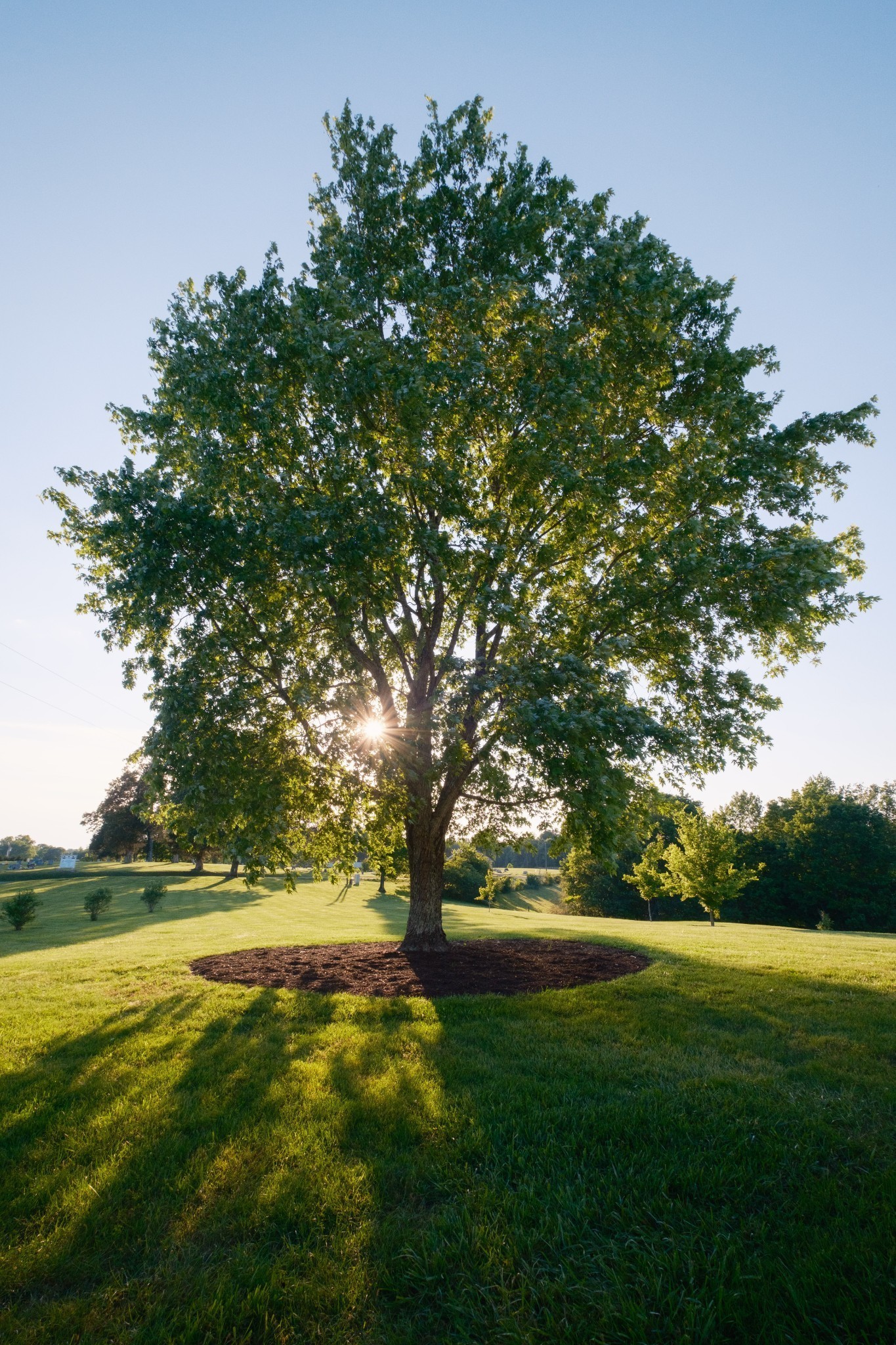 5956 Greenbriar Road Franklin, TN 37064 - Photo 11 of 41 a view of outdoor space with deck and garden