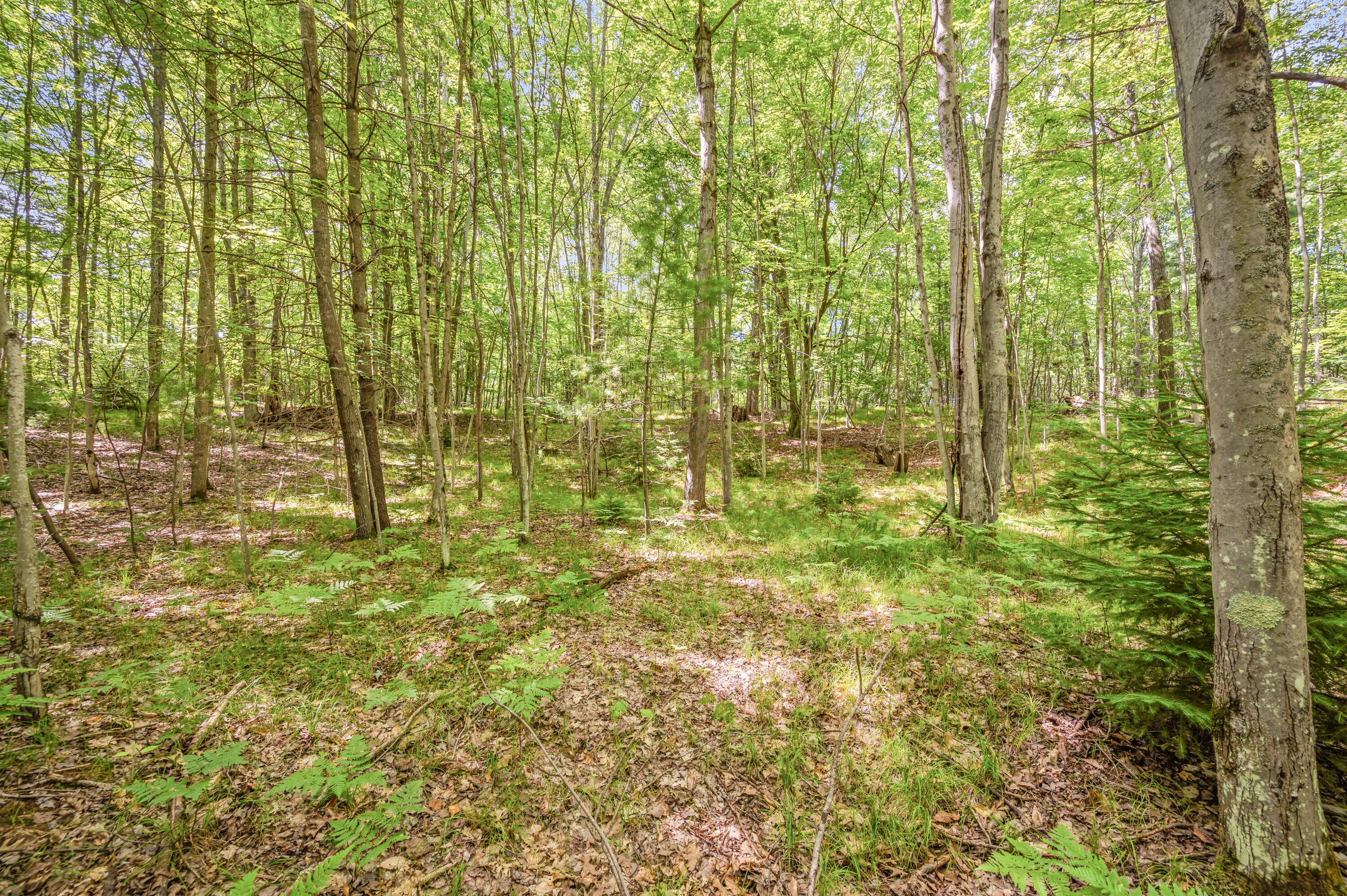 15 West 12 Mile Road Irons, MI 49644 - Photo 23 of 32 Lot15-12MileRd-Irons-6