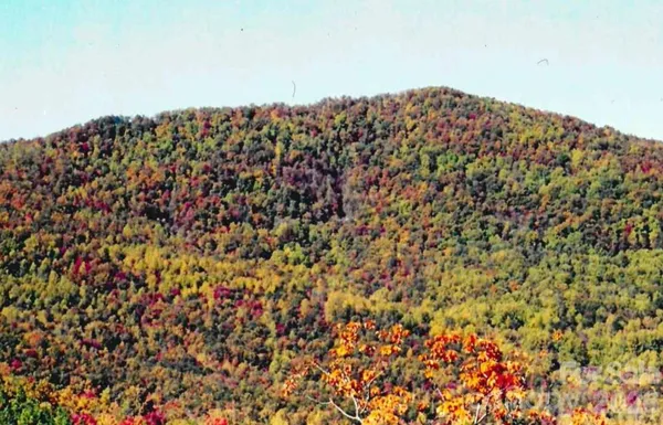 a view of a large tree