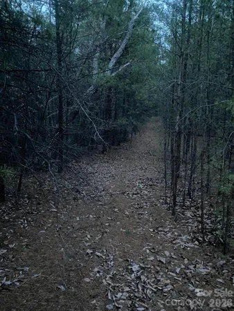 a view of a forest with trees in the background