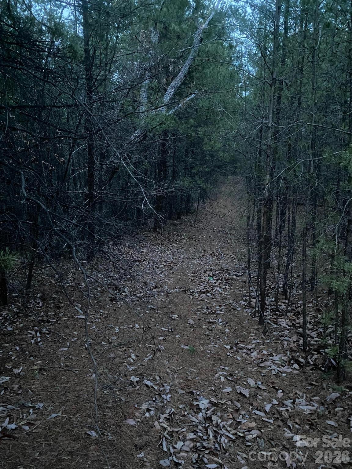 0 Froggyville Ln Mill Spring Mill Spring, NC 28756 - Photo 8 of 14