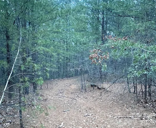 a view of a forest filled with trees