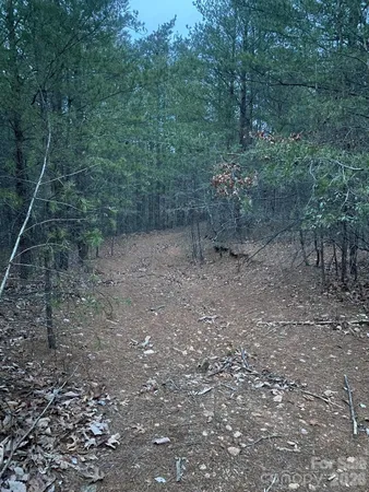 a view of a forest with trees in the background