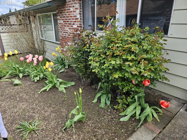 a plant that is in front of a house